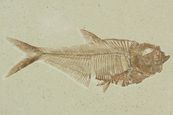 Detailed, Diplomystus Fossil Fish - Wyoming #92883